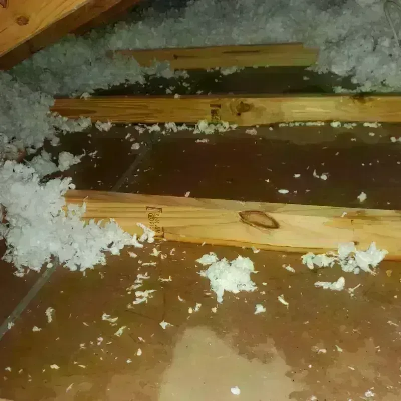 Attic Water Damage in Fridley, MN