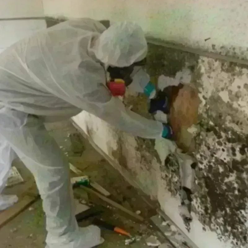 Mold Remediation and Removal in Fridley, MN